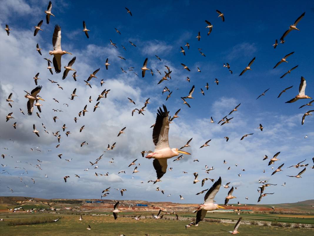 Konya’nın tektonik gölü Afrika’dan gelen misafirlerini ağırlıyor 5